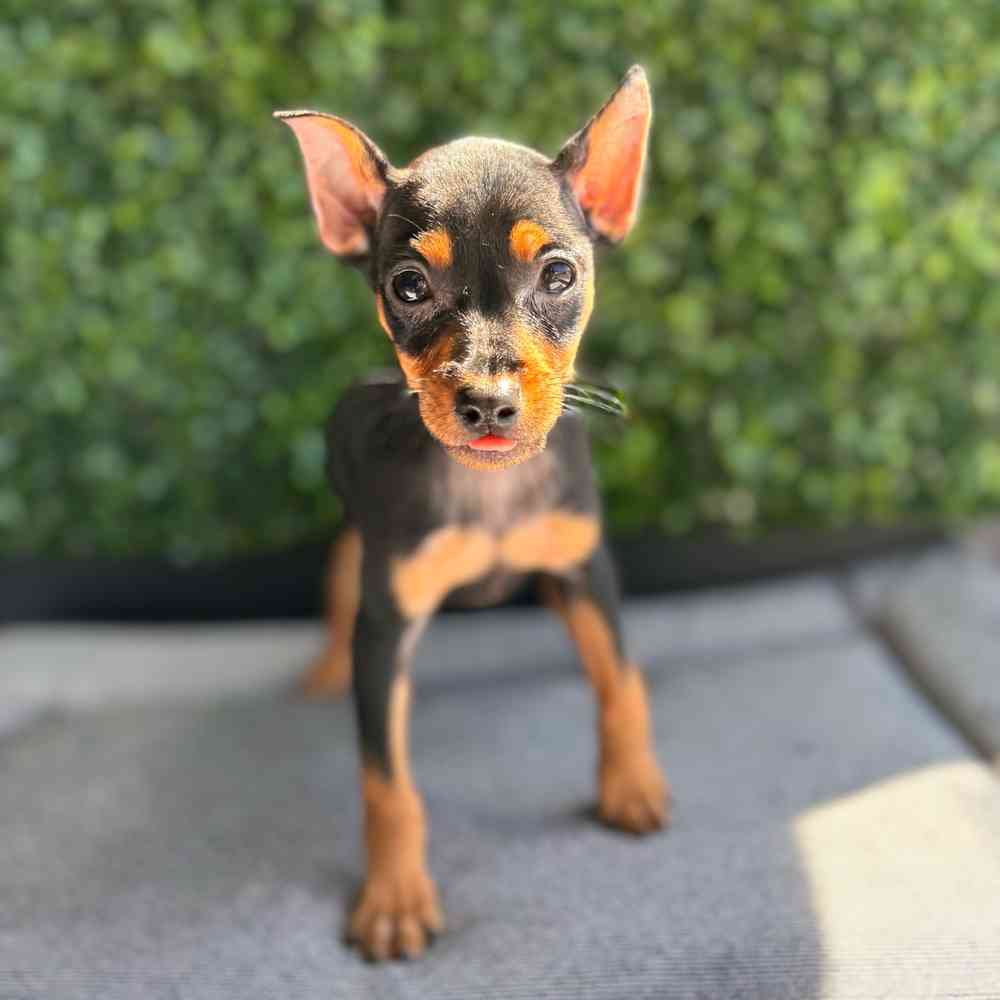 Mini Pinscher image