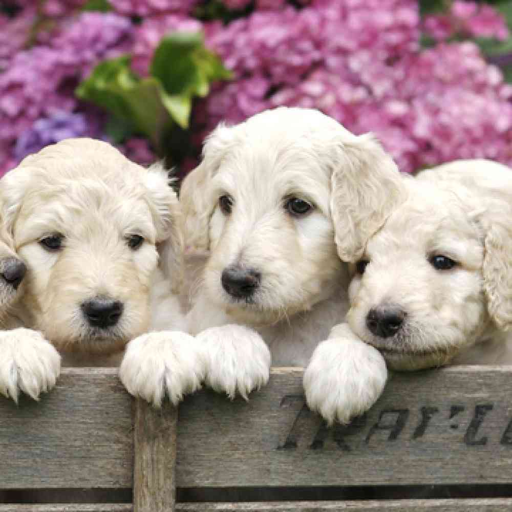 Goldendoodle image