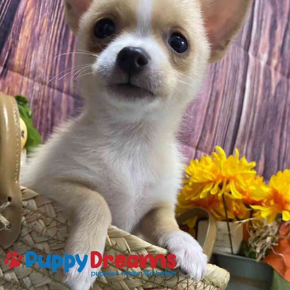 PomChi image