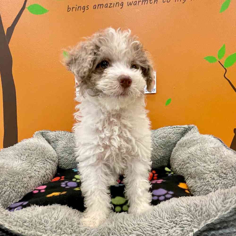 Mini Sheepadoodle image