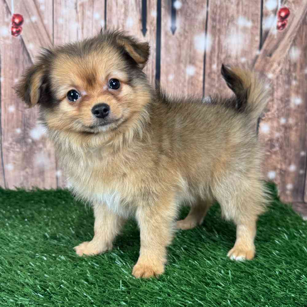 PomChi image