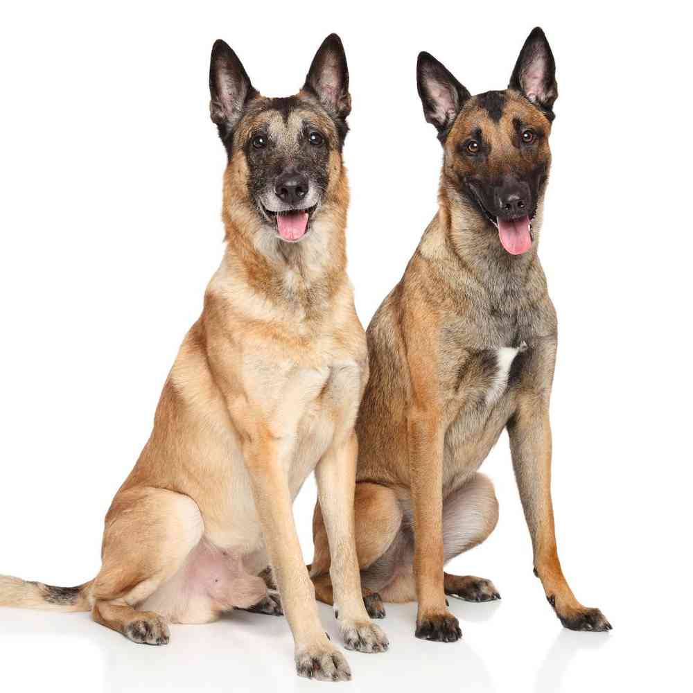 Belgian Malinois Puppies for Sale