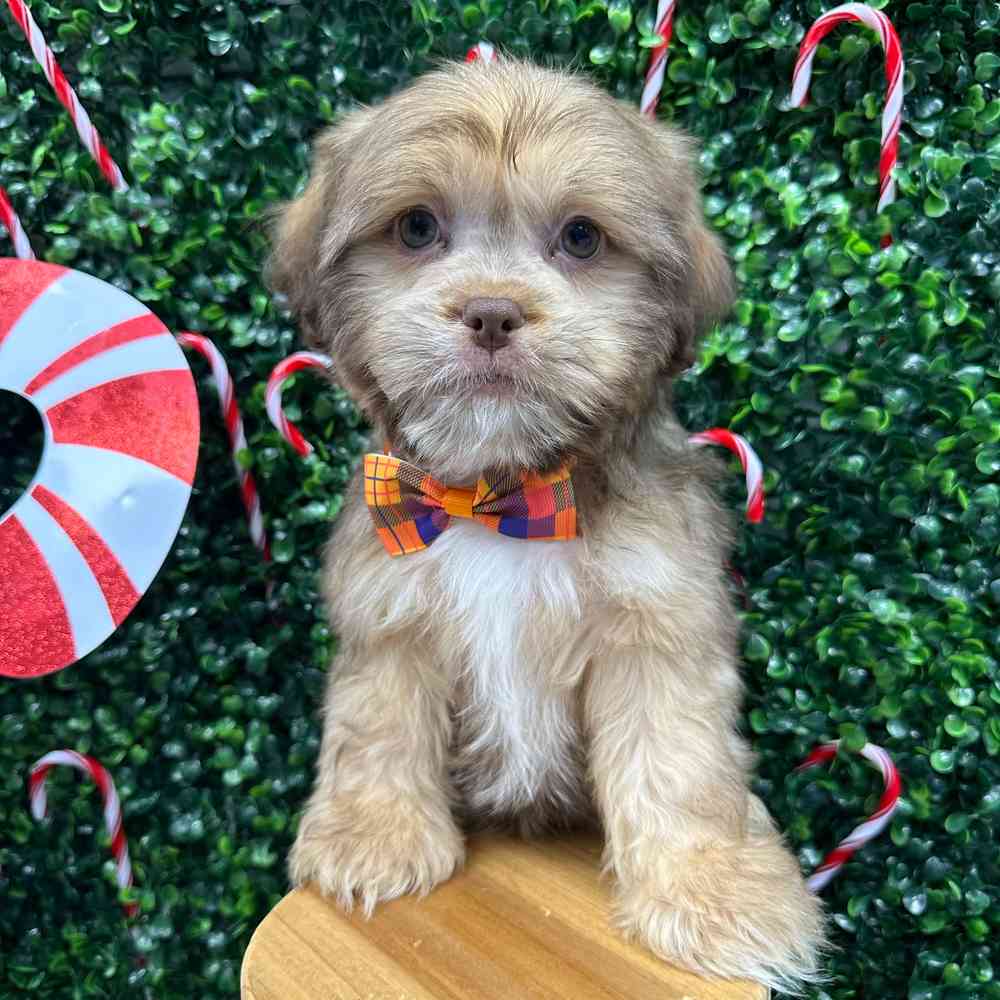 Havanese-Shih Tzu image