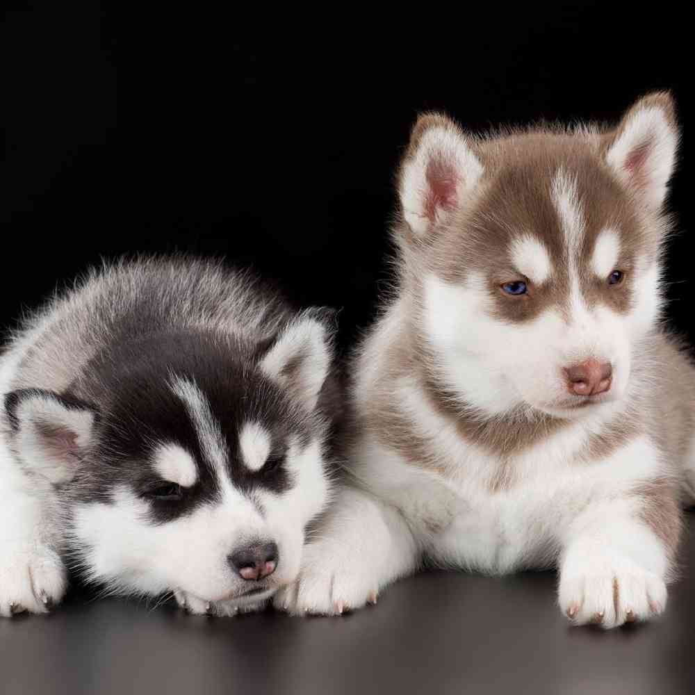 Siberian Husky image