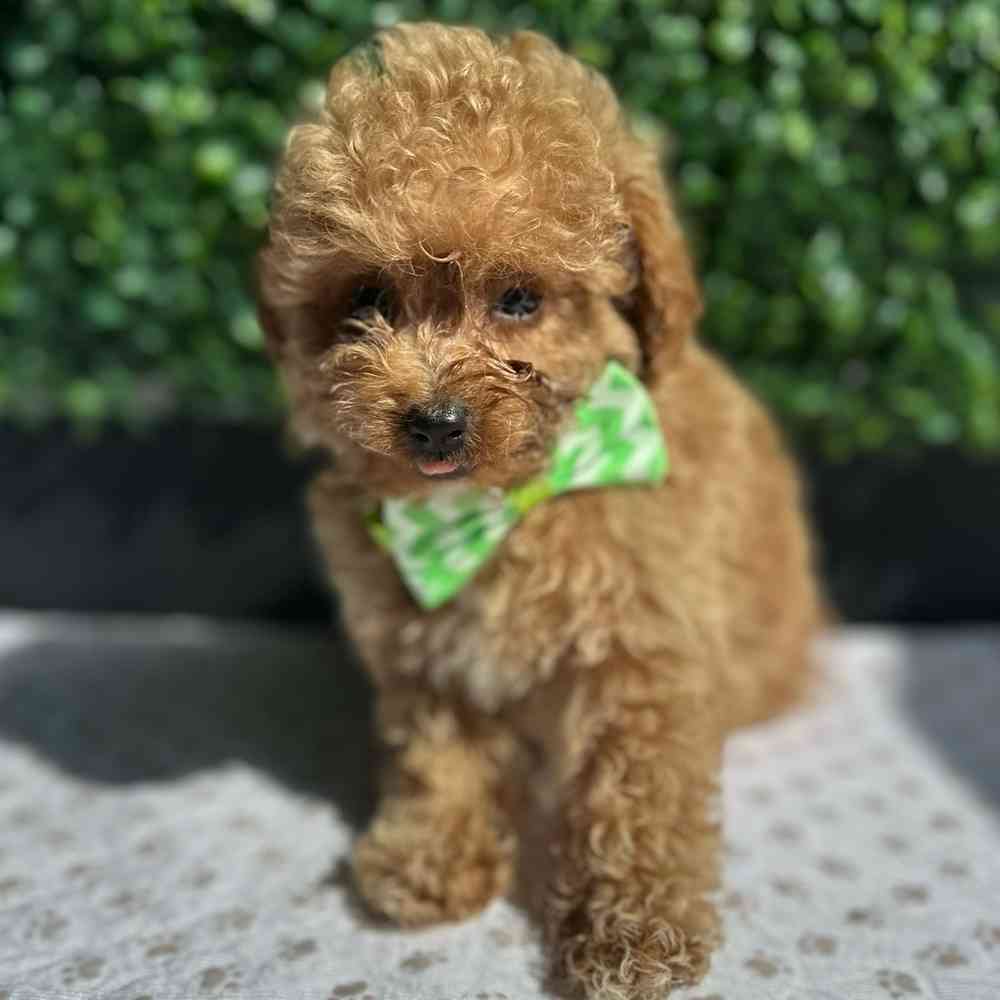 toy Poodle image