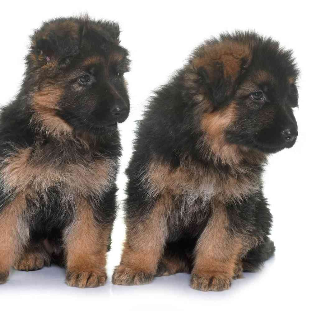 German Shepherd image