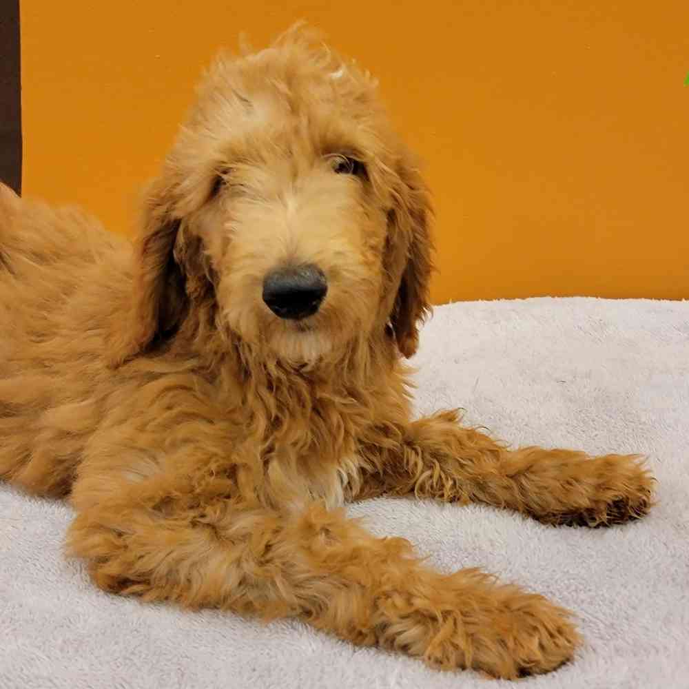 Goldendoodle (F1B) image