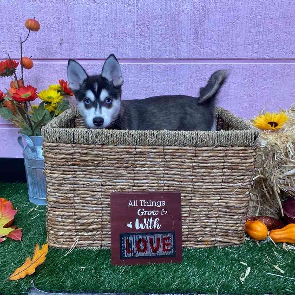 Alaskan Klee Kai image