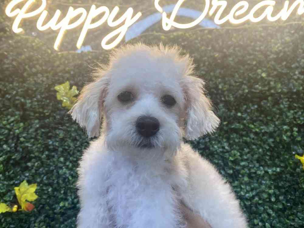 Male Bichon-Poodle Puppy for Sale in Little Rock, AR