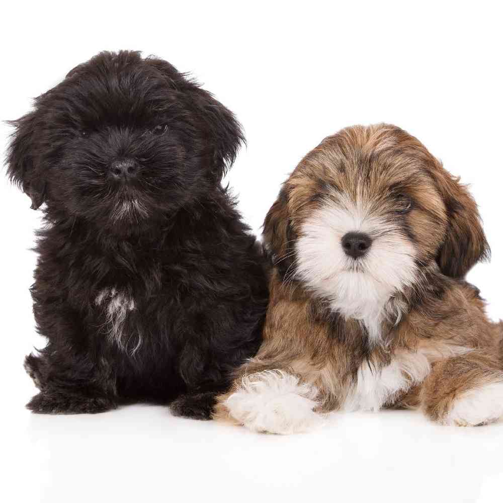 Lhasa Apso image