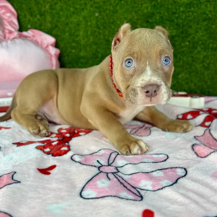 American Bully image