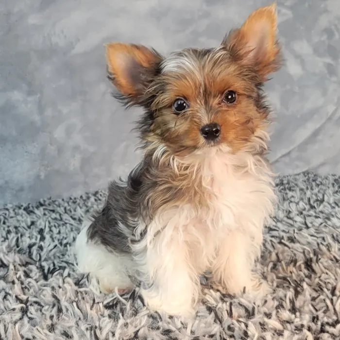 Parti Yorkie image
