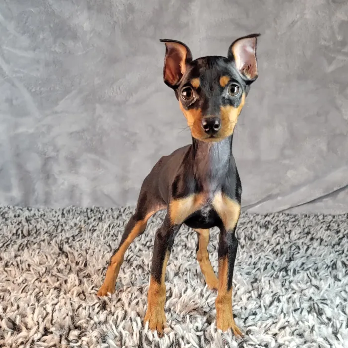 Mini Pinscher image