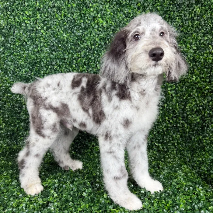 Aussie-Poo image