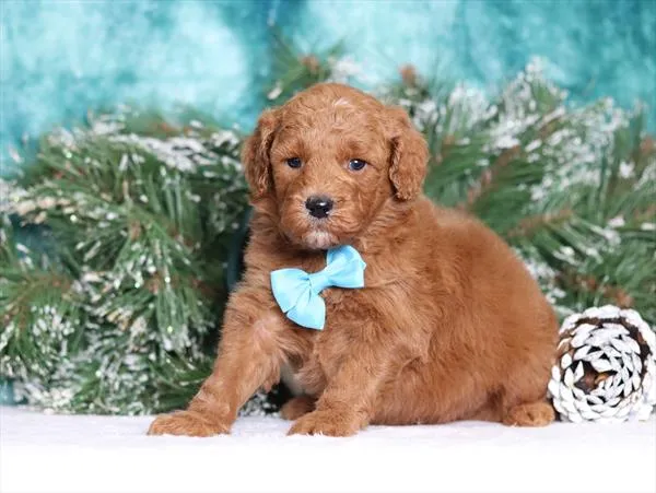 Goldendoodle (F1B) image