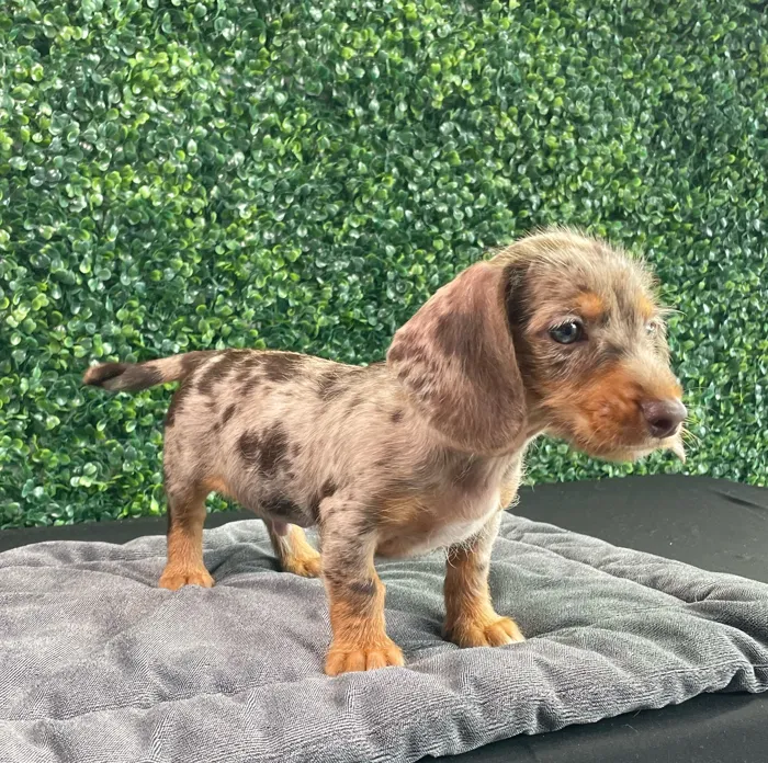 Male Dachshund puppy named Givenchy for sale at Puppy Dreams - West Little Rock.