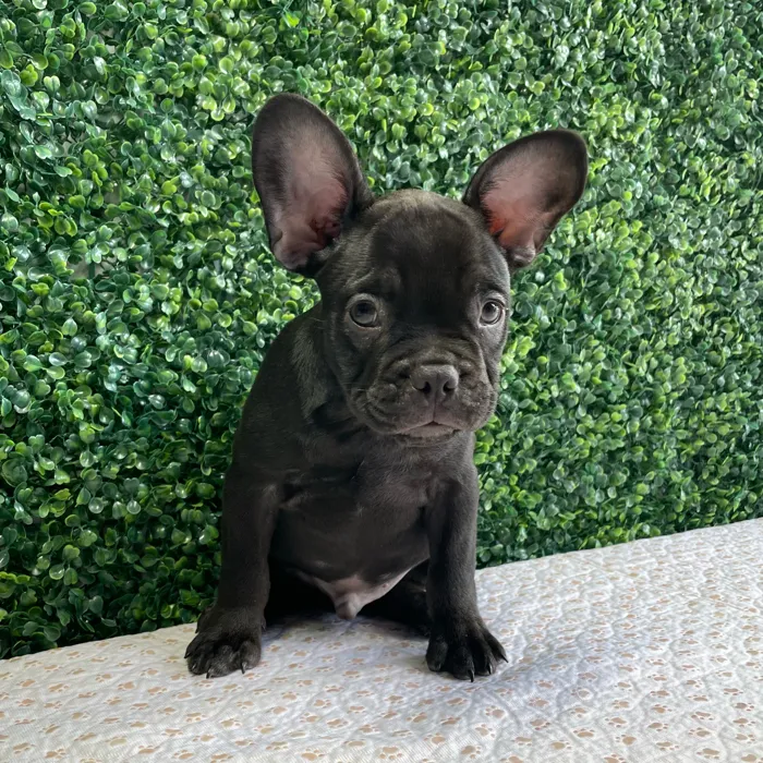 Male French Bulldog puppy named Fudge for sale at Puppy Dreams - West Little Rock.