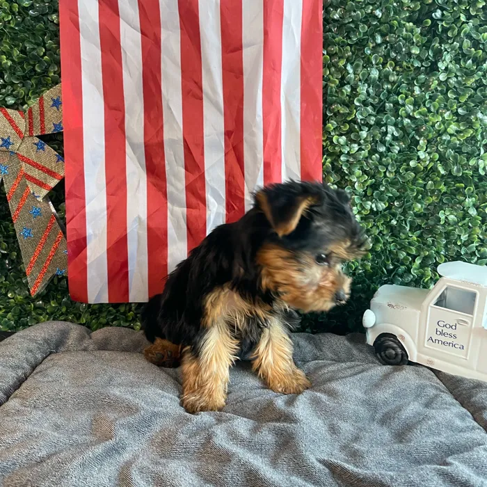 Male Yorkie puppy named Rex for sale at Puppy Dreams - West Little Rock.