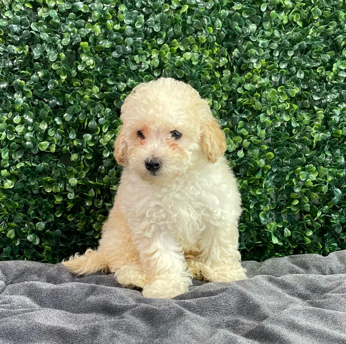 Male Maltipoo puppy named Dolce for sale at Puppy Dreams - West Little Rock.