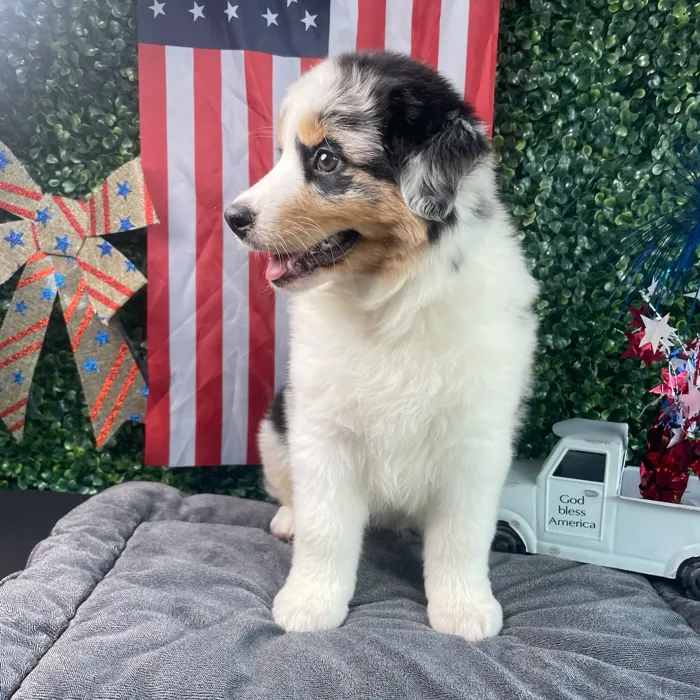 Female Mini Aussie puppy named Jessie for sale at Puppy Dreams - West Little Rock.