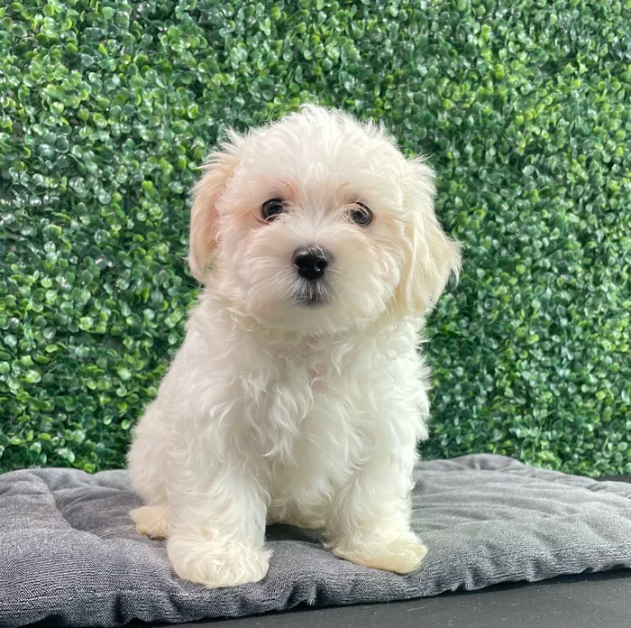 Female Maltese puppy named Chanel for sale at Puppy Dreams - West Little Rock.