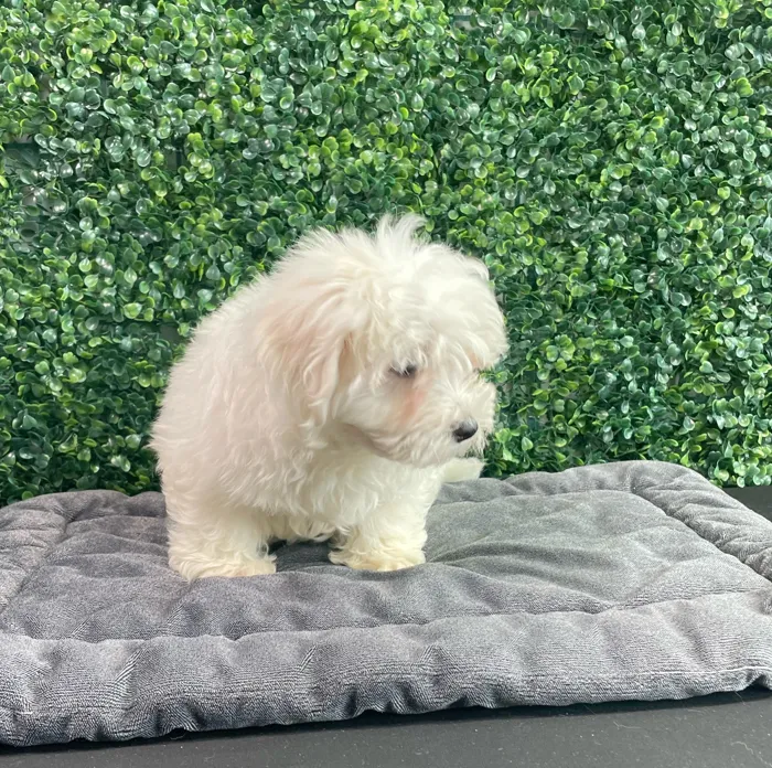 Male Maltese puppy named Grrberry for sale at Puppy Dreams - West Little Rock.