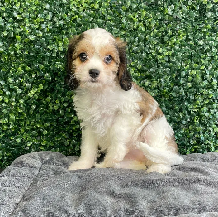 Female Cavachon puppy named Peaches for sale at Puppy Dreams - West Little Rock.