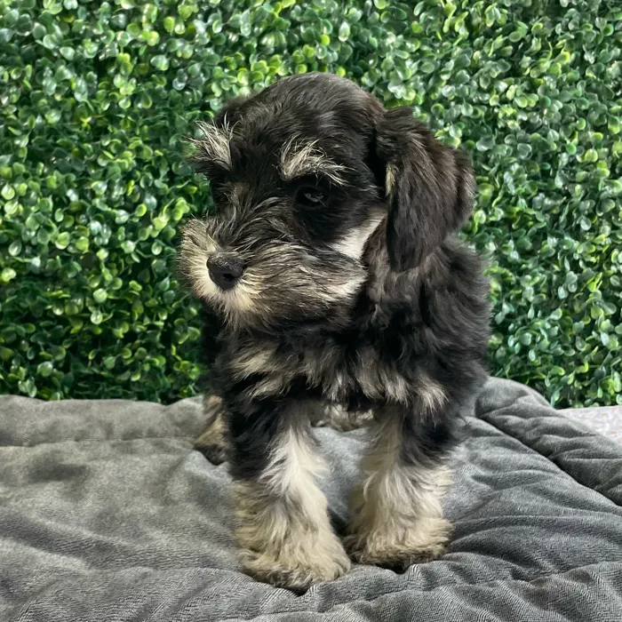 Male Schnauzer puppy named Flurry for sale at Puppy Dreams - West Little Rock.