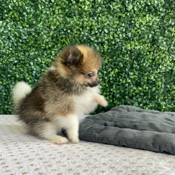 Male Pomeranian puppy named Sundae for sale at Puppy Dreams - West Little Rock.