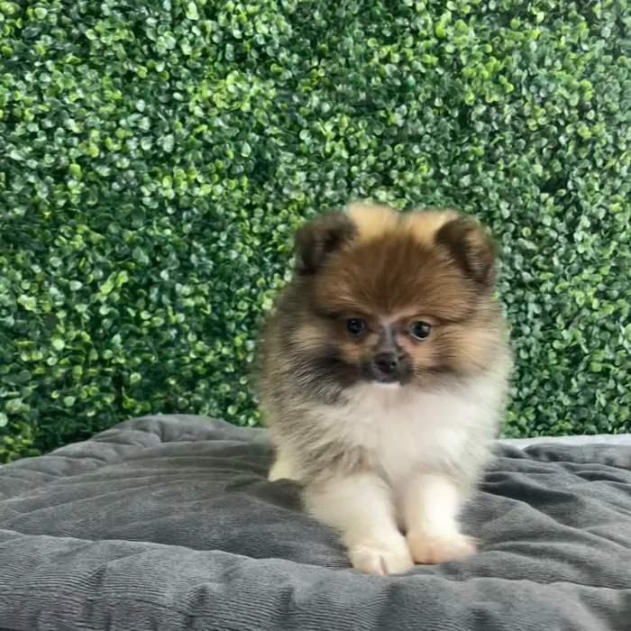 Male Pomeranian puppy named Sundae for sale at Puppy Dreams - West Little Rock.