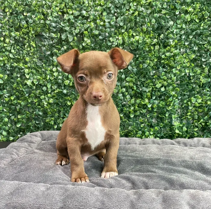 Male Chihuahua puppy named Barkenstock for sale at Puppy Dreams - West Little Rock.