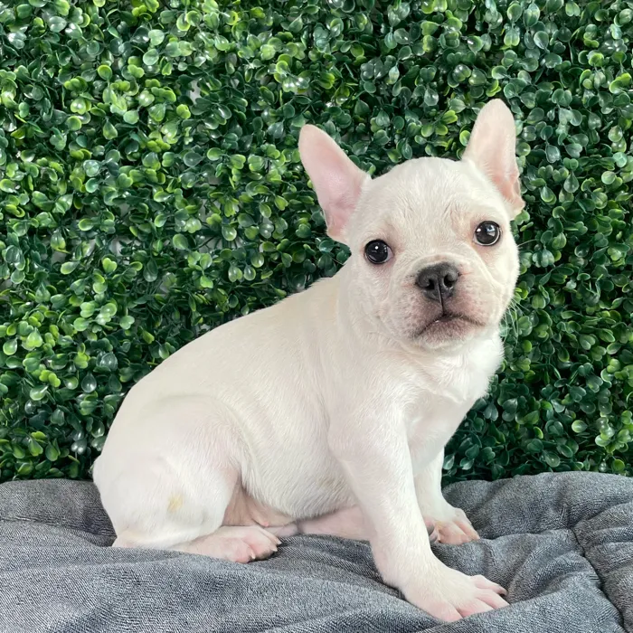 Male French Bulldog puppy named Timon for sale at Puppy Dreams - West Little Rock.