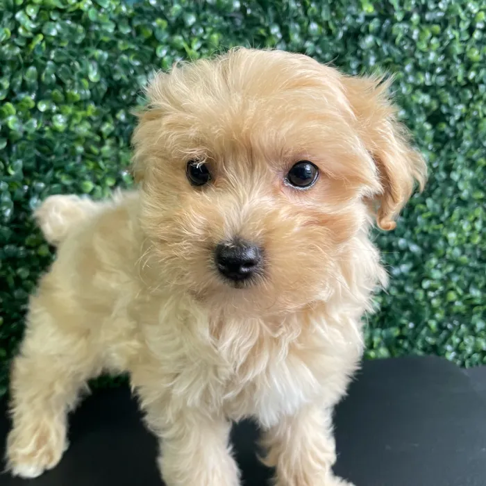 Female Maltipoo puppy named Malibu for sale at Puppy Dreams - West Little Rock.