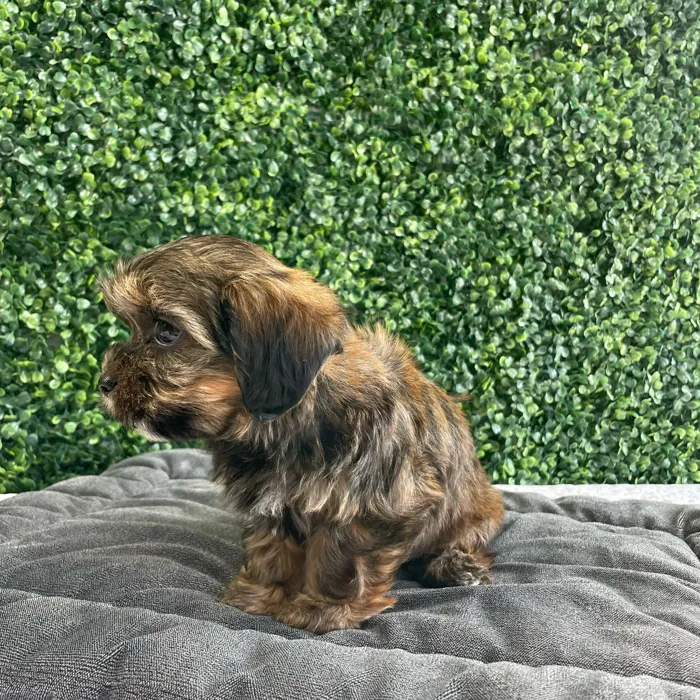 Female Shorkie puppy named Nutella for sale at Puppy Dreams - West Little Rock.