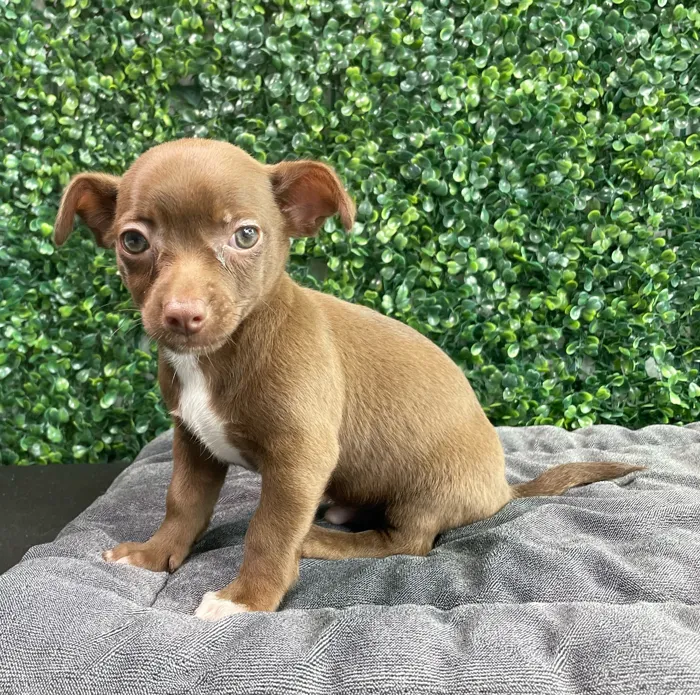 Male Chihuahua puppy named Barkenstock for sale at Puppy Dreams - West Little Rock.