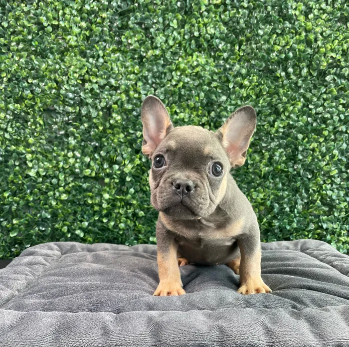 Male French Bulldog puppy named Marc for sale at Puppy Dreams - West Little Rock.