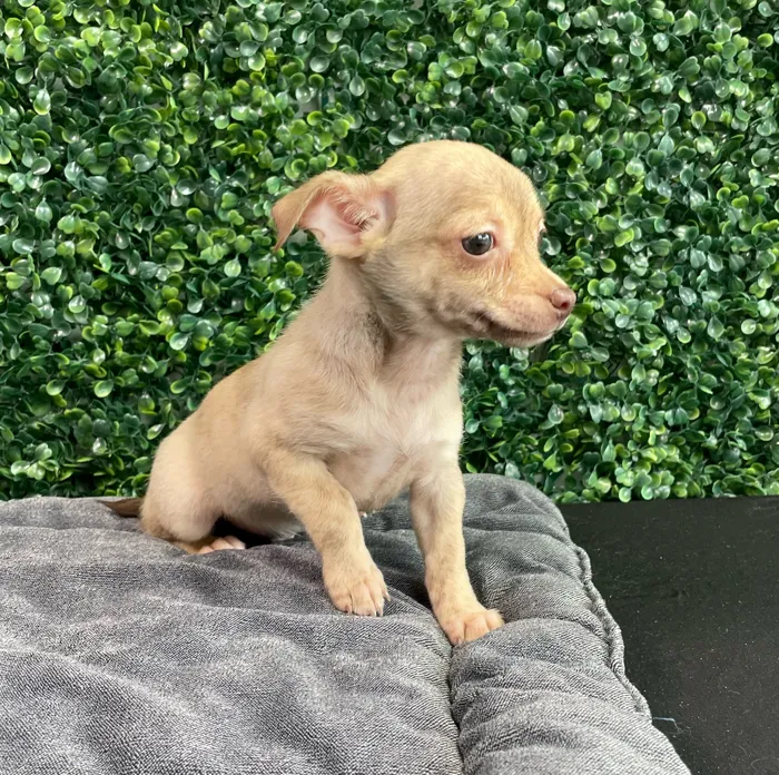 Male Chihuahua puppy named Romper for sale at Puppy Dreams - West Little Rock.