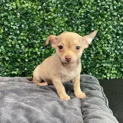 Male Chihuahua puppy named Romper for sale at Puppy Dreams - West Little Rock.
