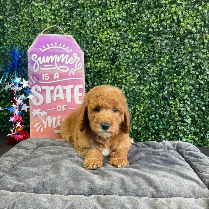 Male Mini Goldendoodle puppy named Bacon for sale at Puppy Dreams - West Little Rock.