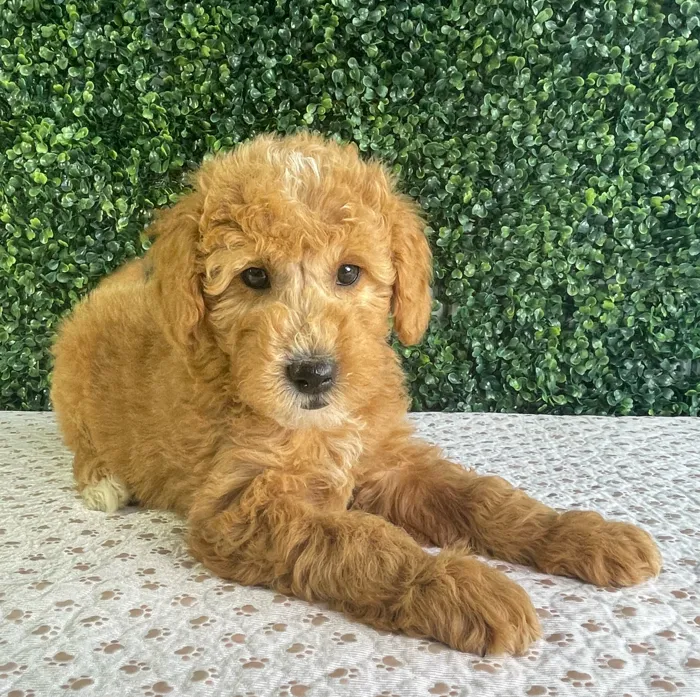 Male Mini Goldendoodle puppy named Austin for sale at Puppy Dreams - West Little Rock.