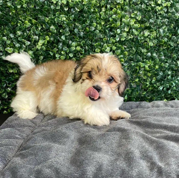 Female Teddy Bear puppy named Sprinkles for sale at Puppy Dreams - West Little Rock.