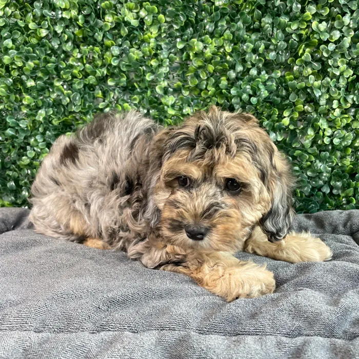 Female Cockapoo puppy named Nala for sale at Puppy Dreams - West Little Rock.