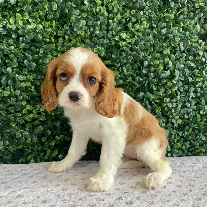 Female Cavalier King Charles Spaniel puppy named Lisa for sale at Puppy Dreams - West Little Rock.