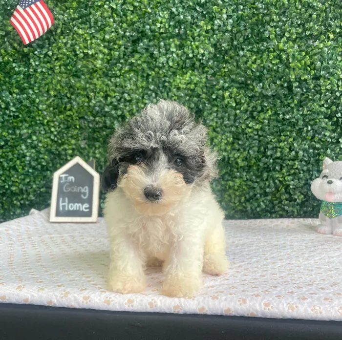 Male Mini Poodle puppy named Otis for sale at Puppy Dreams - West Little Rock.