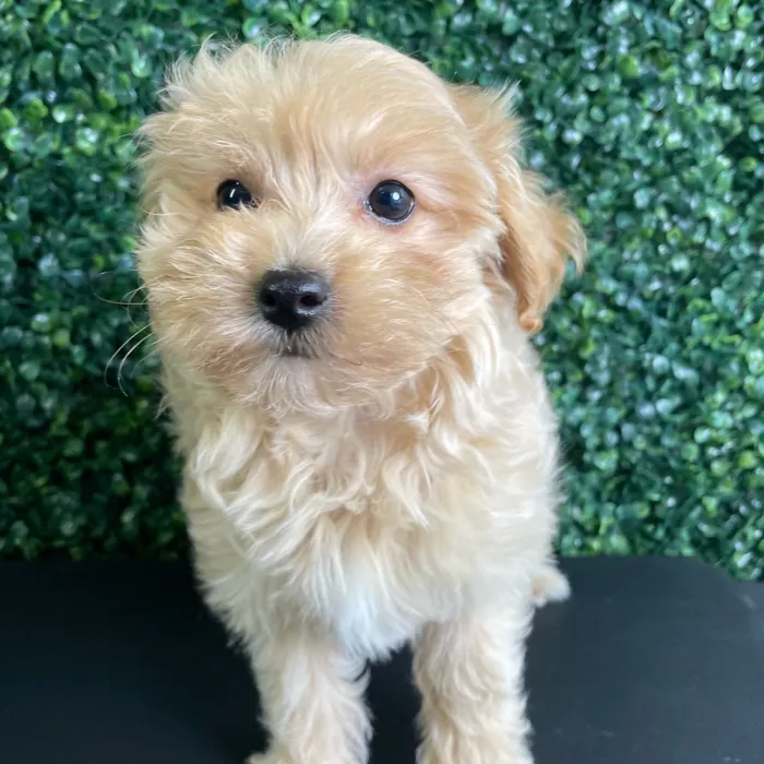 Female Maltipoo puppy named Malibu for sale at Puppy Dreams - West Little Rock.