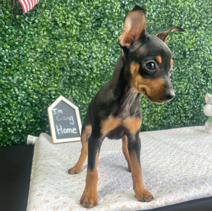 Female Min Pin puppy named Peggy for sale at Puppy Dreams - West Little Rock.