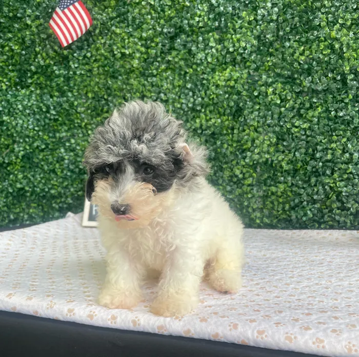 Male Mini Poodle puppy named Otis for sale at Puppy Dreams - West Little Rock.