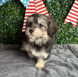 Female Havanese puppy named Firecracker for sale at Puppy Dreams - West Little Rock.