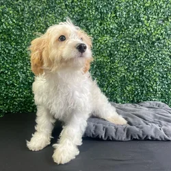 Male Cockapoo puppy named Bluebell for sale at Puppy Dreams - West Little Rock.