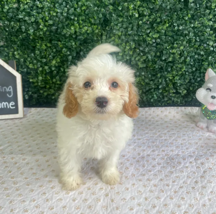 Male Havapoo puppy named Andy for sale at Puppy Dreams - West Little Rock.